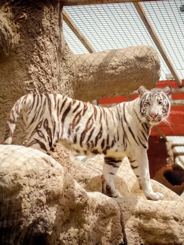 10 Largest Zoos in the US